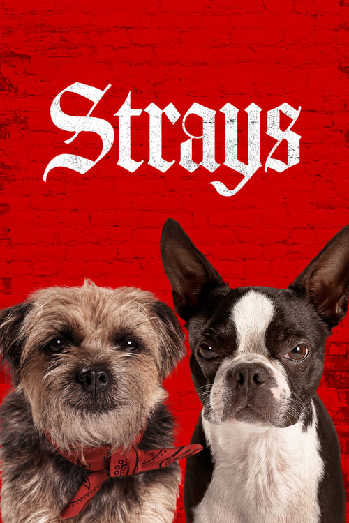 فيلم Strays